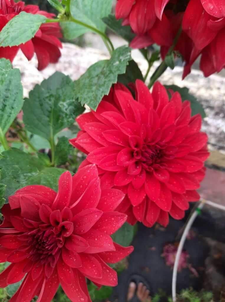 My brilliant potted Dahlia 🔥🏵️