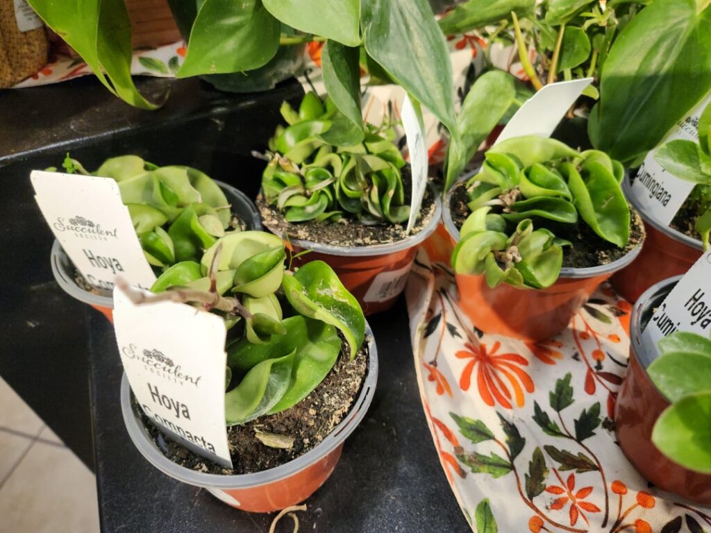 Found at my grocery store, should I?