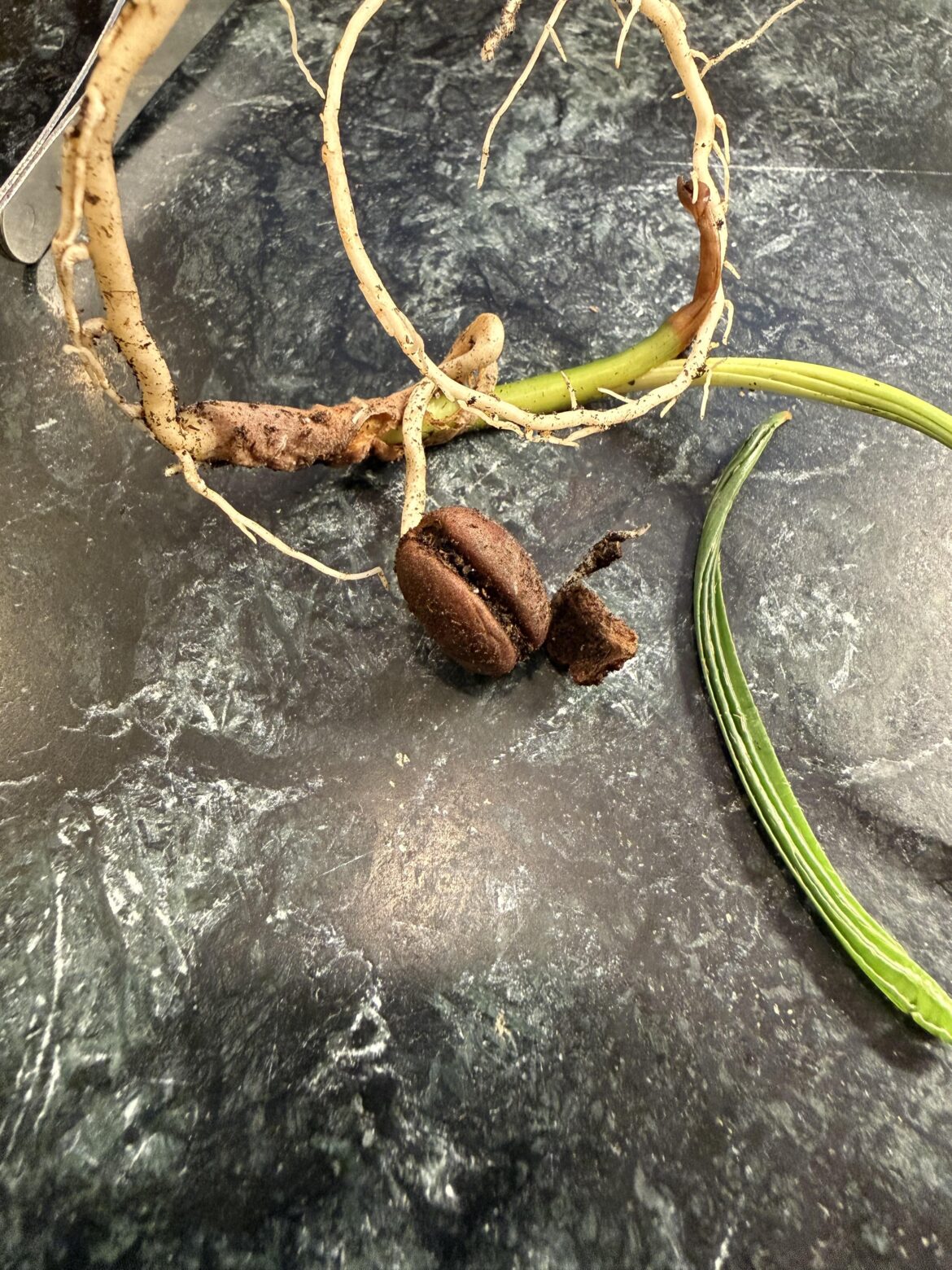 Found this growing in one of my houseplants… Found this growing in one of my houseplants…