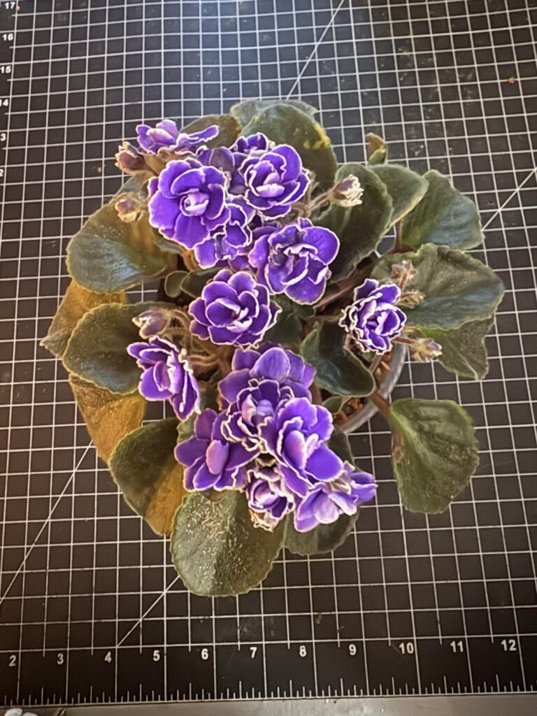 More blooms…