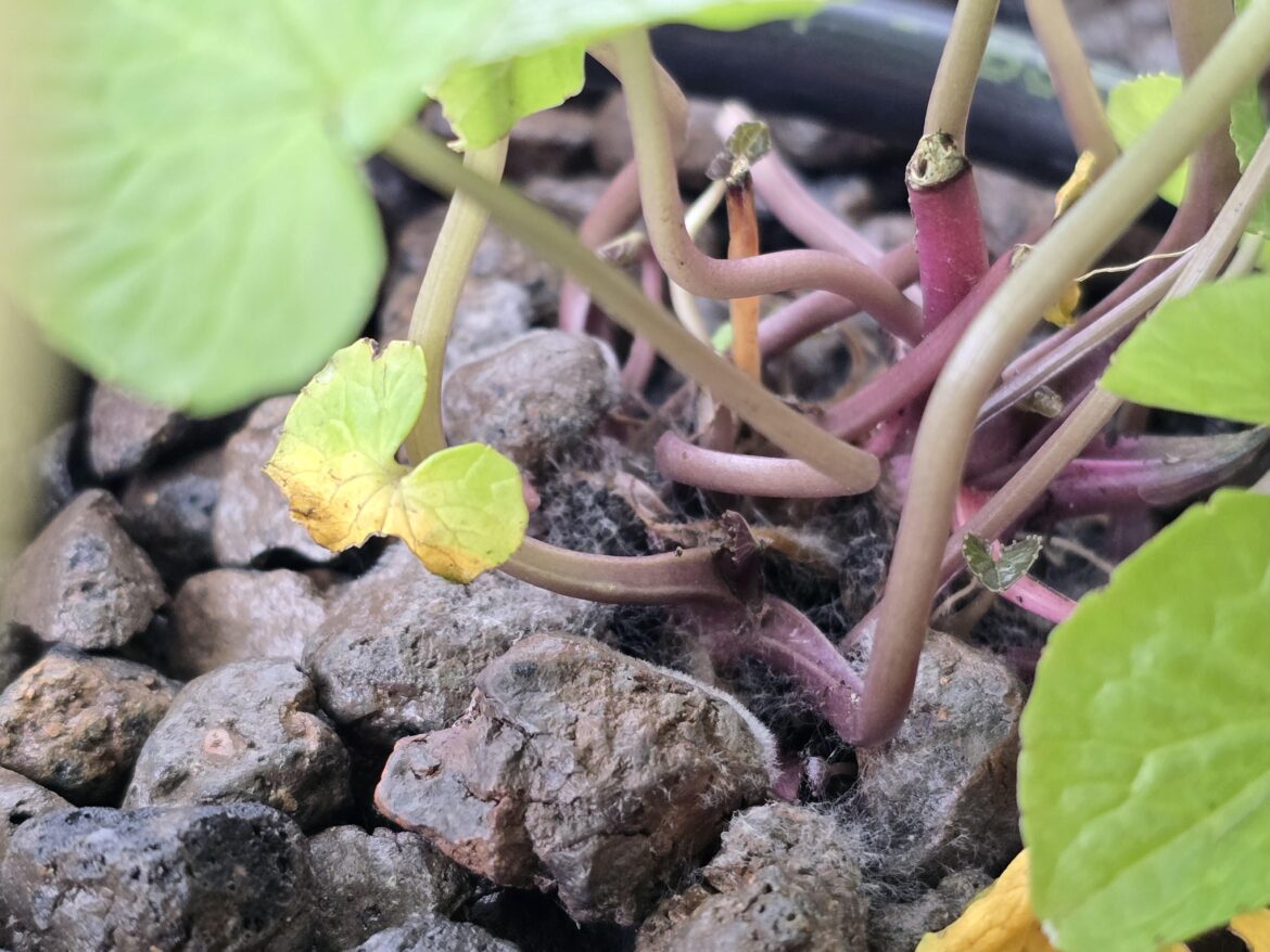 White fuzz on clay balls