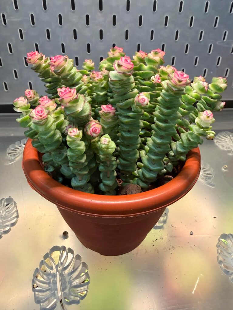 Should I wait to water again? Should I wait to water again?