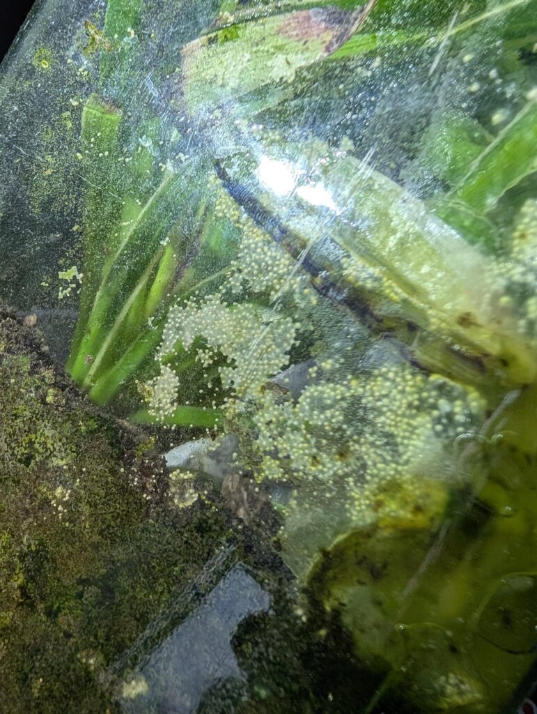 What are these white dots on the side of my jar?