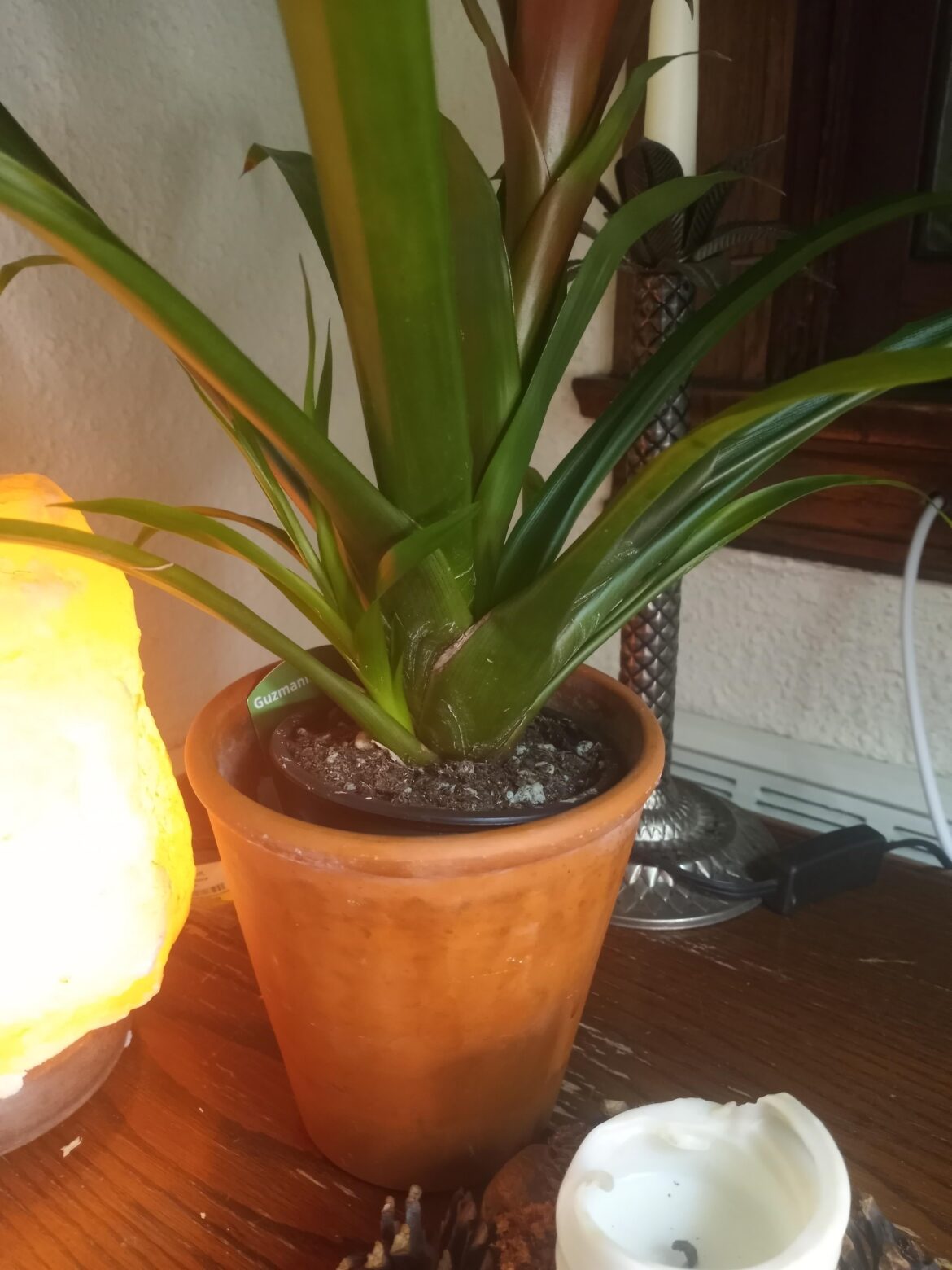 "Pup" on Guzmania Bromeliad - Do I need to separate it? Does it mean the plant needs a bigger pot?