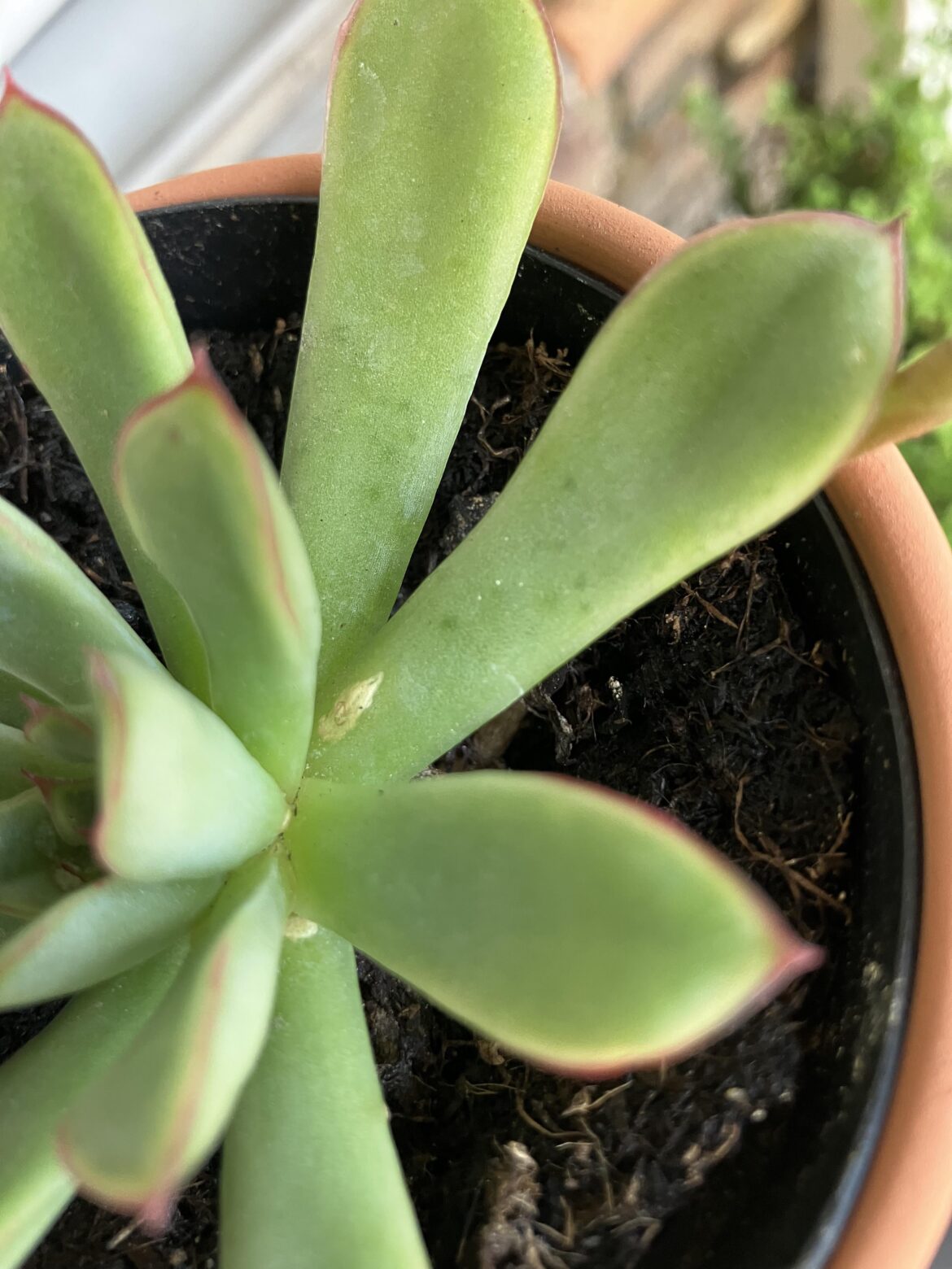 What is wrong with my plant?