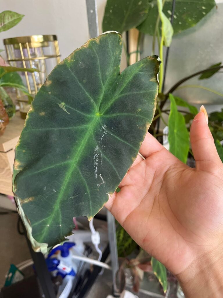 what is wrong with my colocasias what is wrong with my colocasias