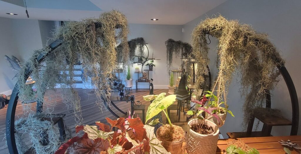 Anyone growing Spanish moss indoors? Anyone growing Spanish moss indoors?