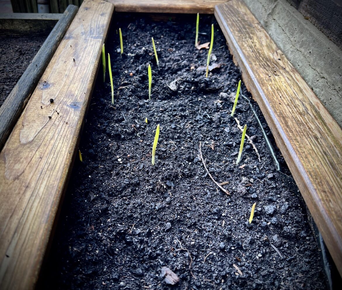 GARLIC GERMINATION WAS SO QUICK THIS YEAR.