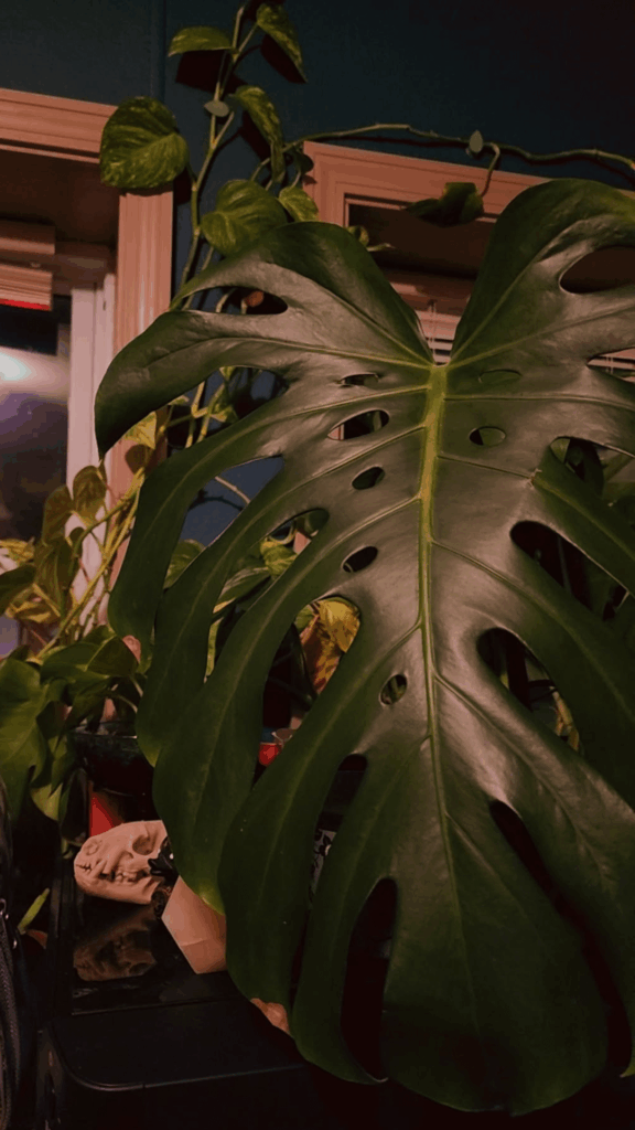 How many monstera plants do you have?