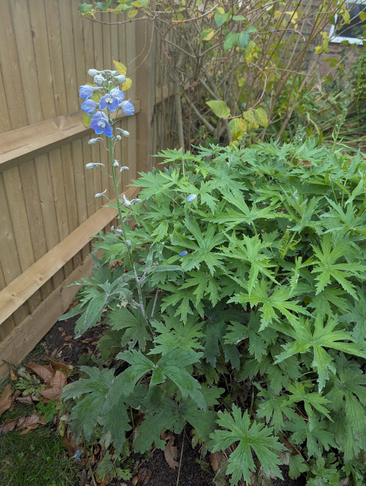 Delphinium flowering in mid November!