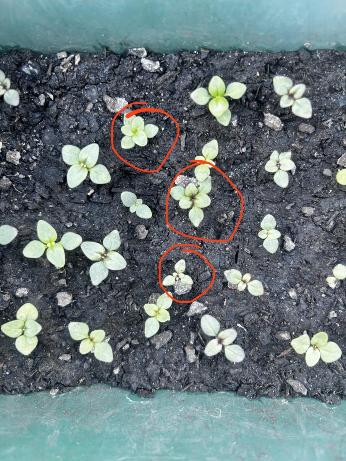 SNAPDRAGON MUTATIONS