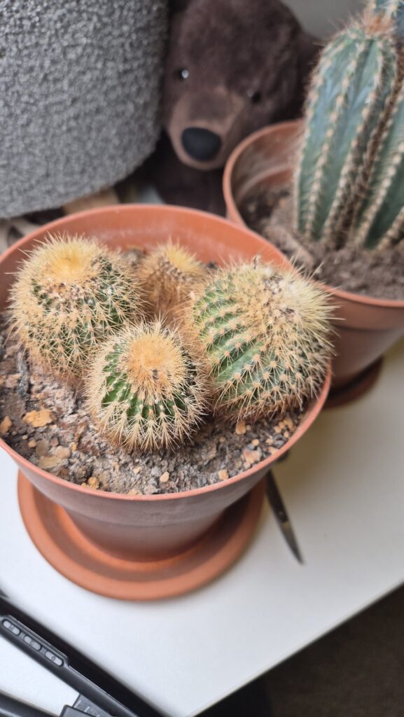 My grandfather gave me some cacti van anyone help me identify them x