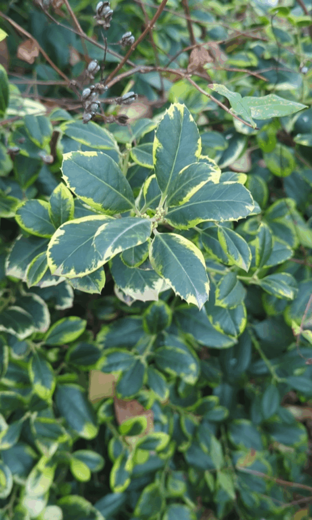 Potential "yamadori" 2026