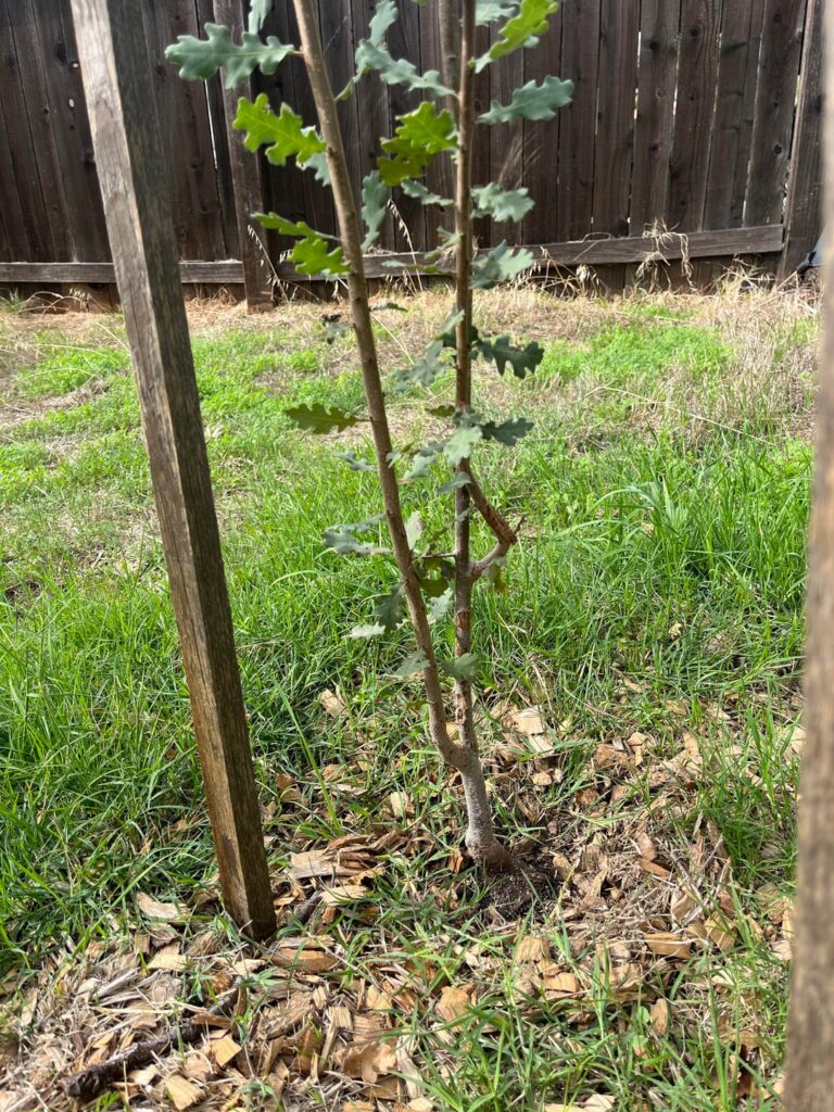 Are these suckers? Trim or abandon primary stem?