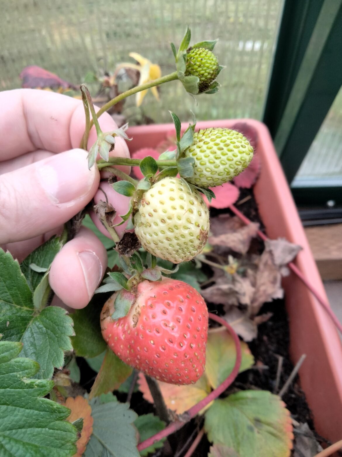 Strawberry in November!?