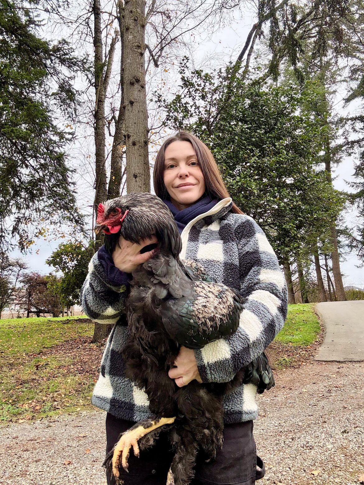 Biggest Rooster I’ve raised. Butch