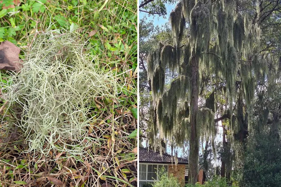 Left, a piece of Spanish moss on the ground. Right, the plant hanging from a native tree in Sydney.