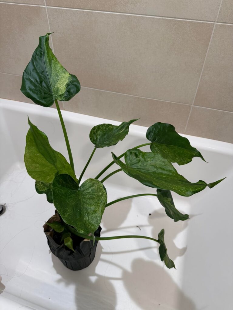 What kind of Alocasia/var is it?
