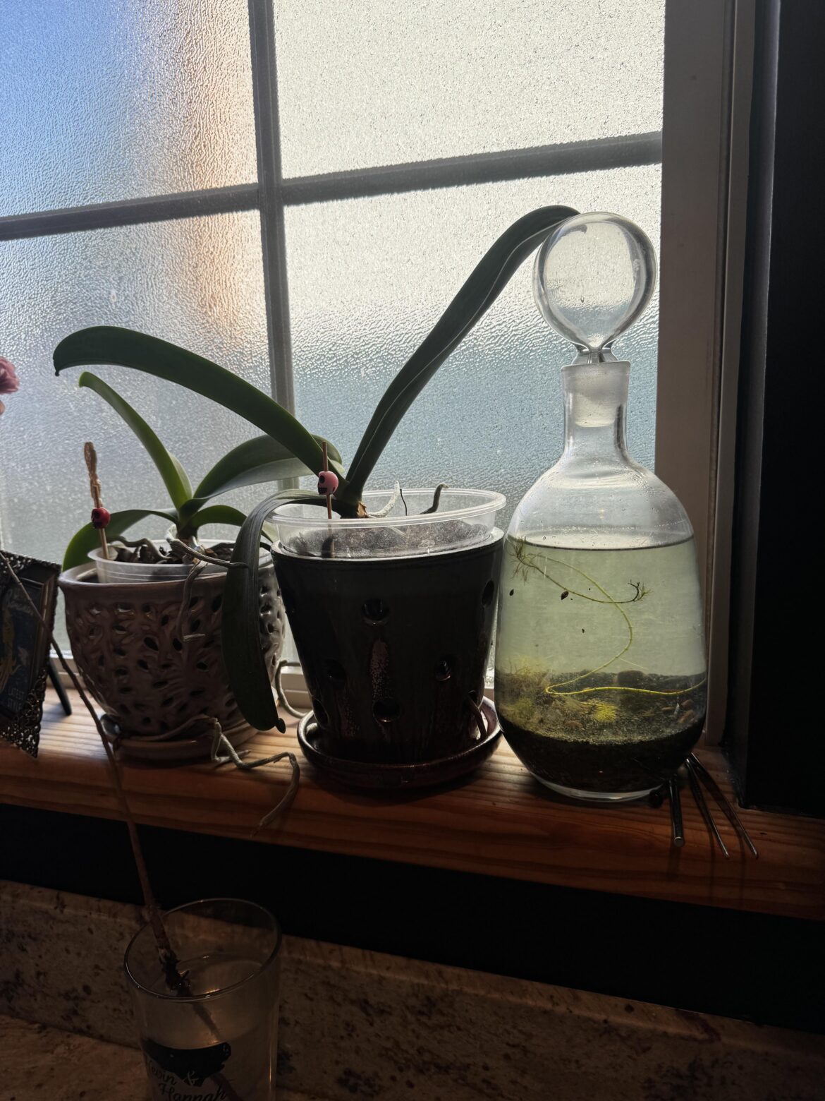 Does anyone have recommendations for a plant that thrives in about the same light level that orchids do well in? Does anyone have recommendations for a plant that thrives in about the same light level that orchids do well in?