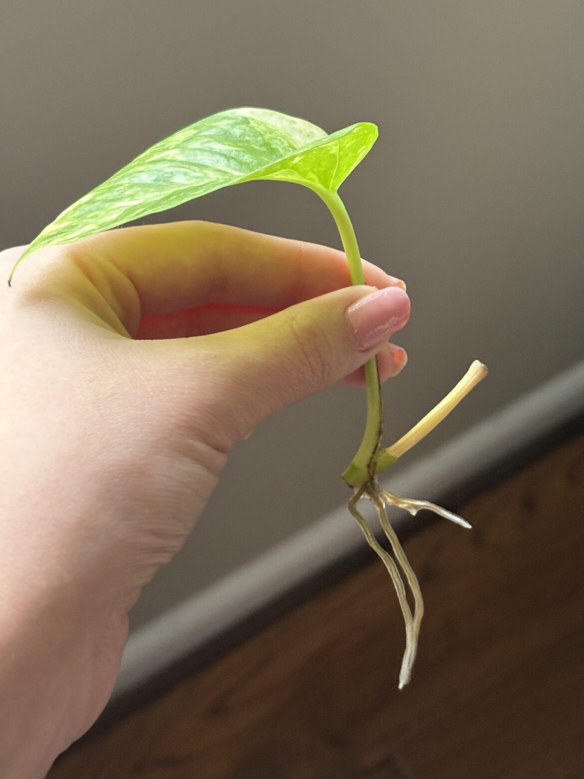 To plant, or not to plant?