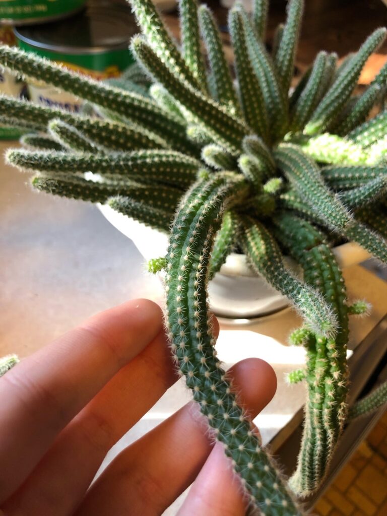 Trailing cactus that I bought a few months ago. Pups like CRAZY. Running out of soil