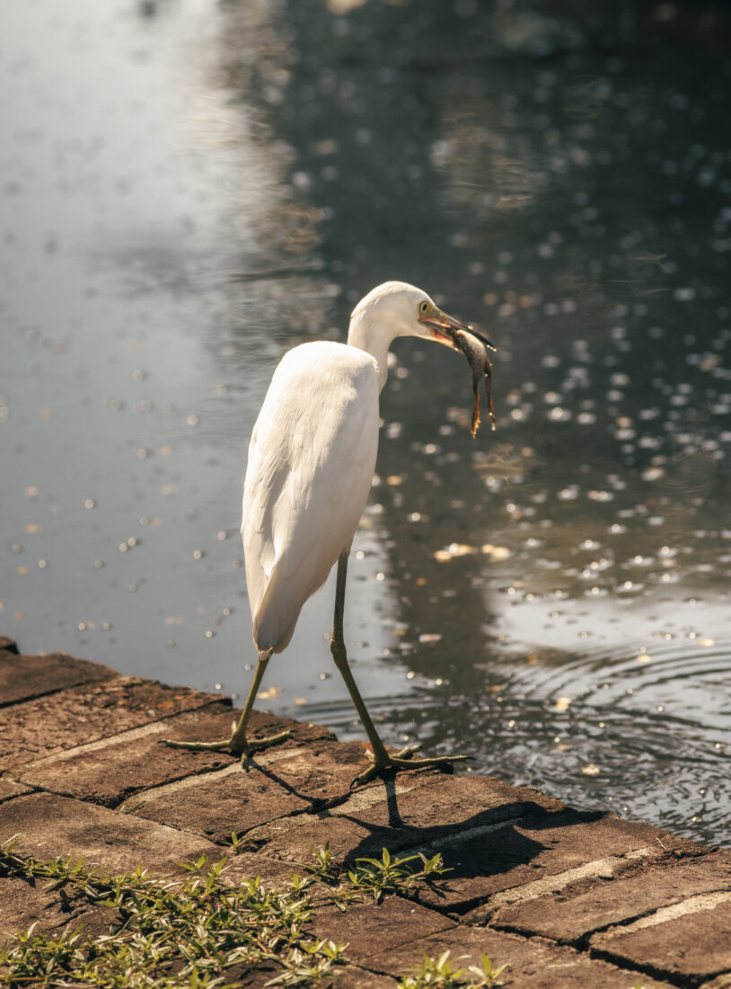 An egret with a fish