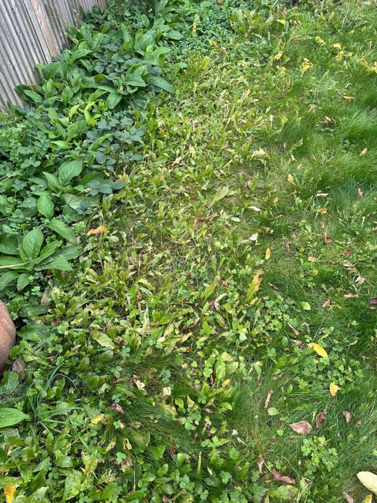Weeds. What would you do? Weeds. What would you do?