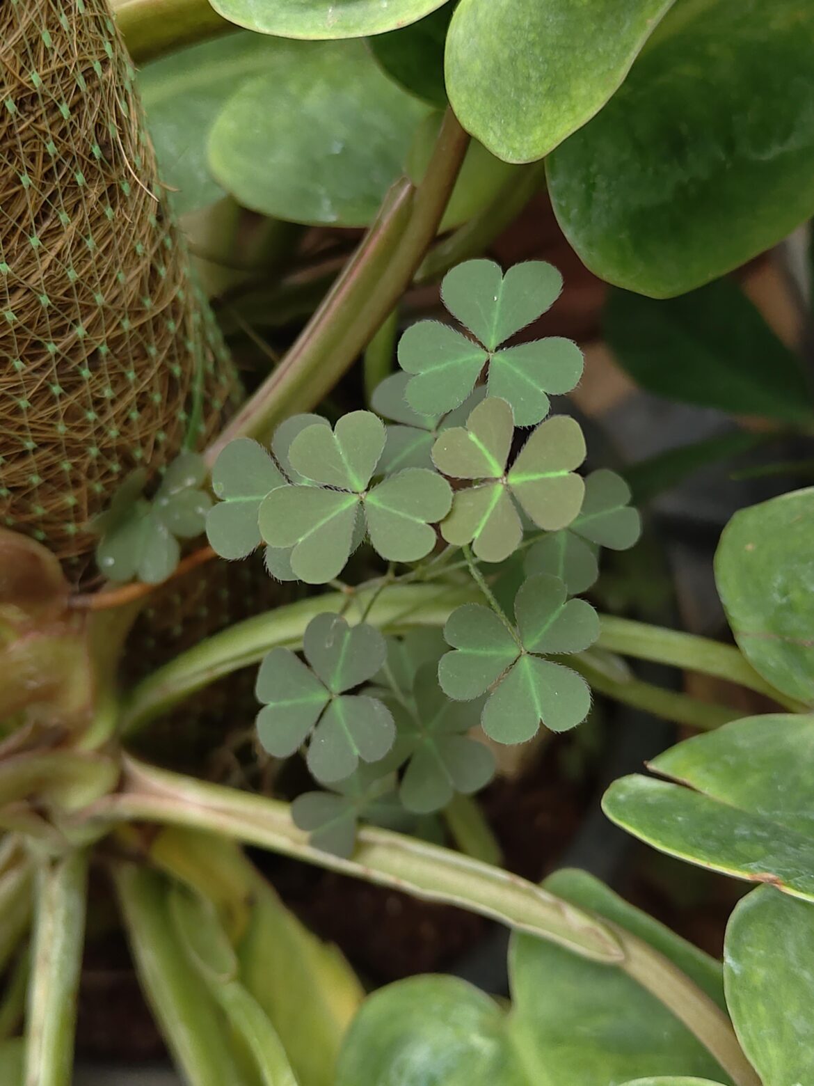 What are this tiny plant with heart shaped leaves?