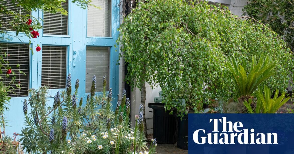 Let the city’s pretty mews be your muse for container planting | Gardening advice