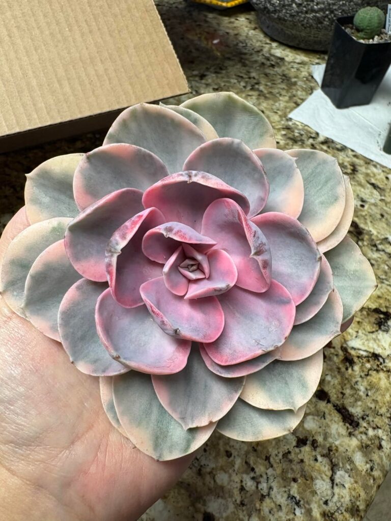 Just got these beauties