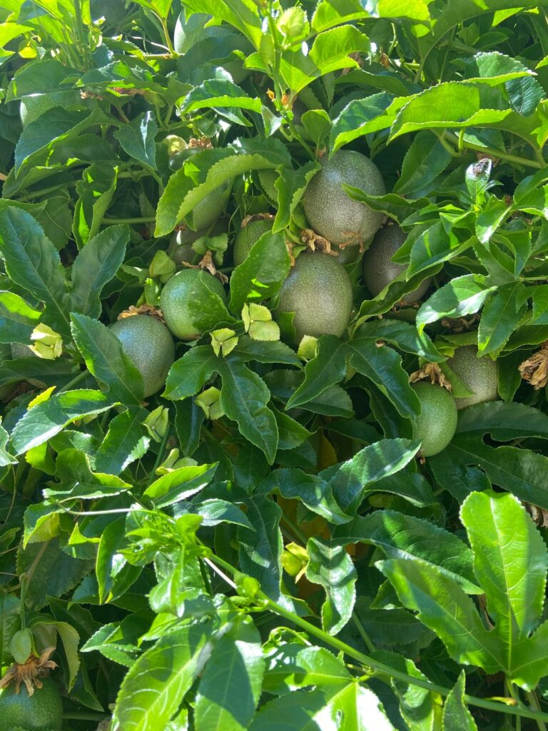 Passion Fruit variety ID request