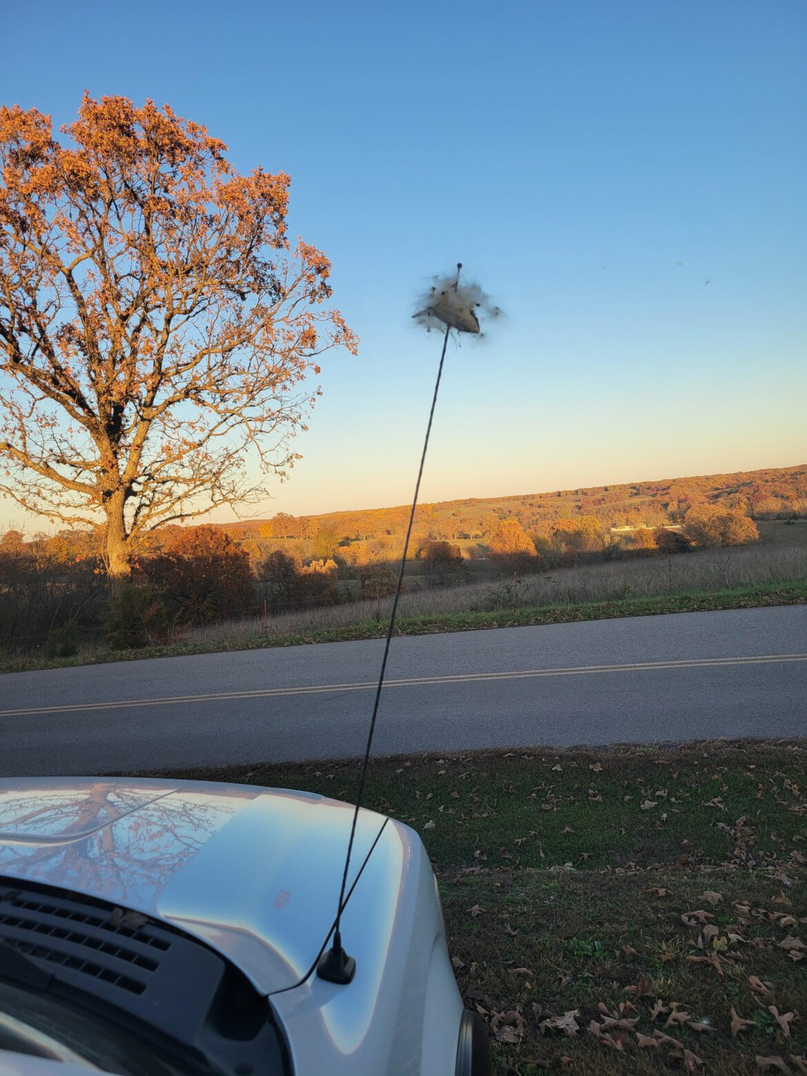 My new favorite way to disperse Common Milkweed seeds