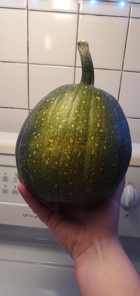 Not much but I'm proud of the acorn squash I grew.