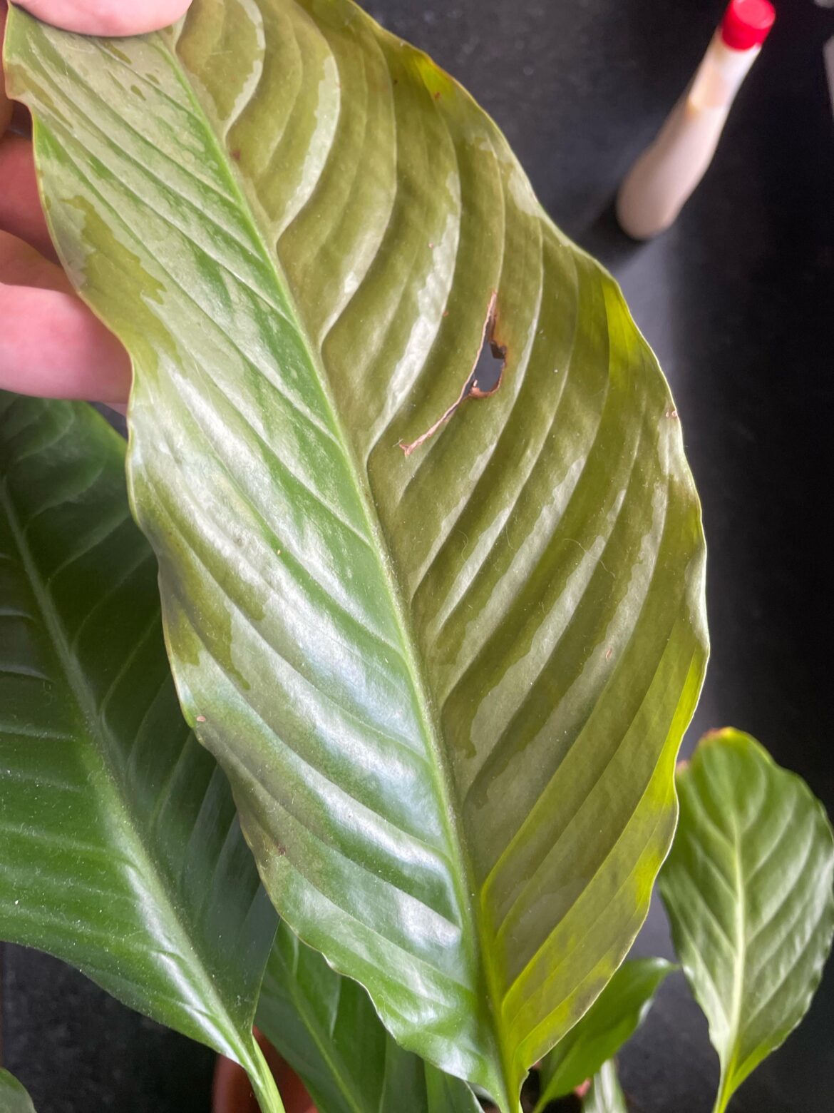 Peace Lily not loving the sun? Peace Lily not loving the sun?