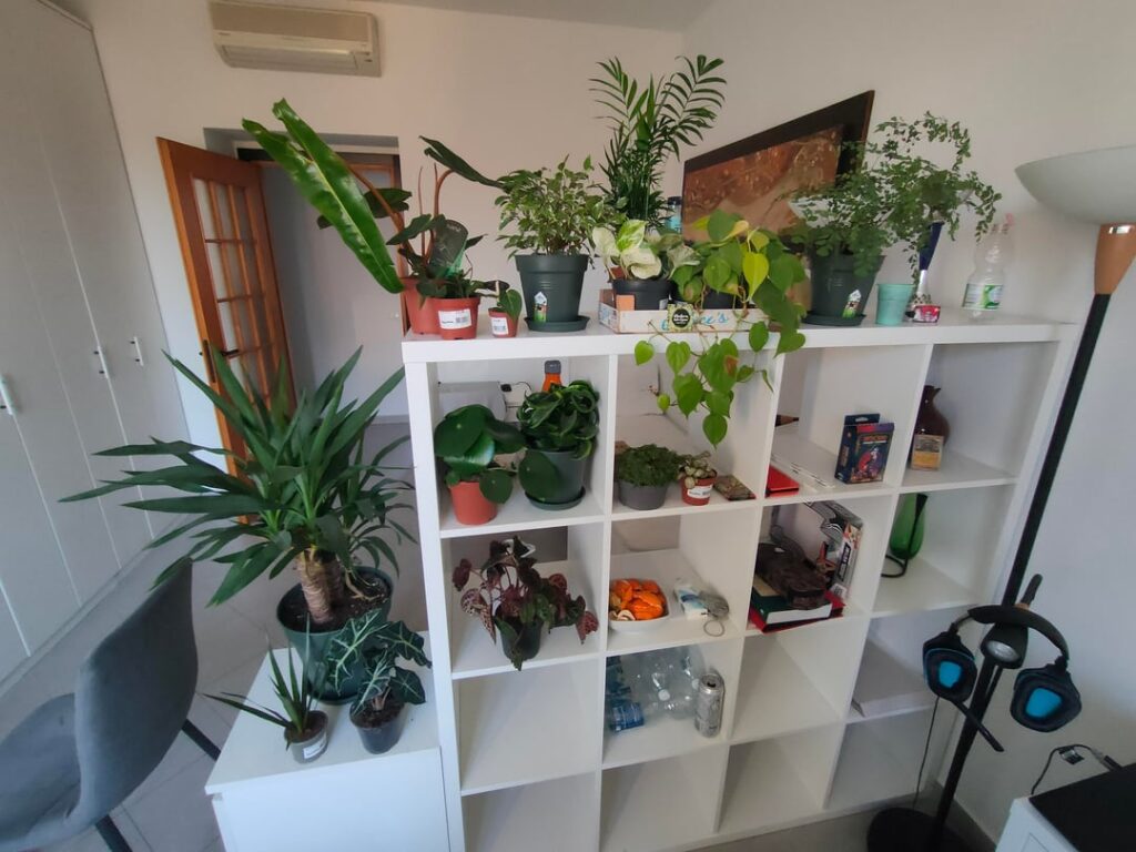 Update on my jungle room