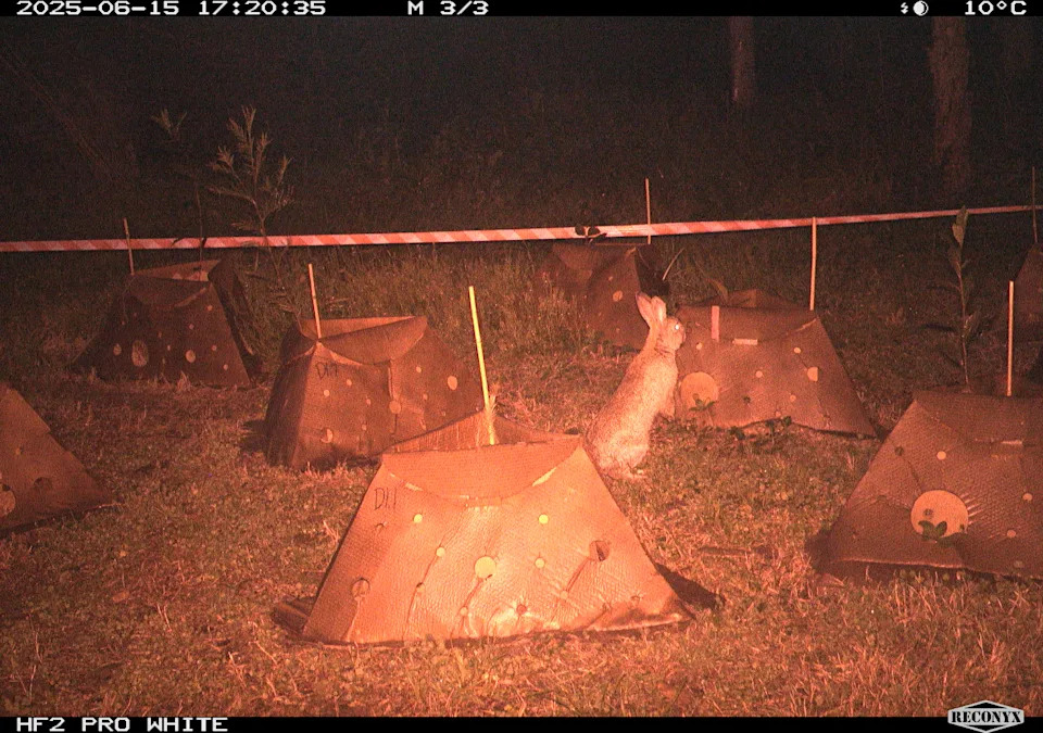 Night vision showing a rabbit near one of the plant pods.