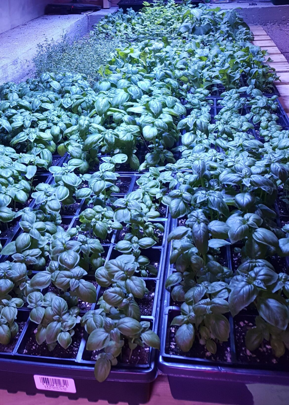Oh sweet basil