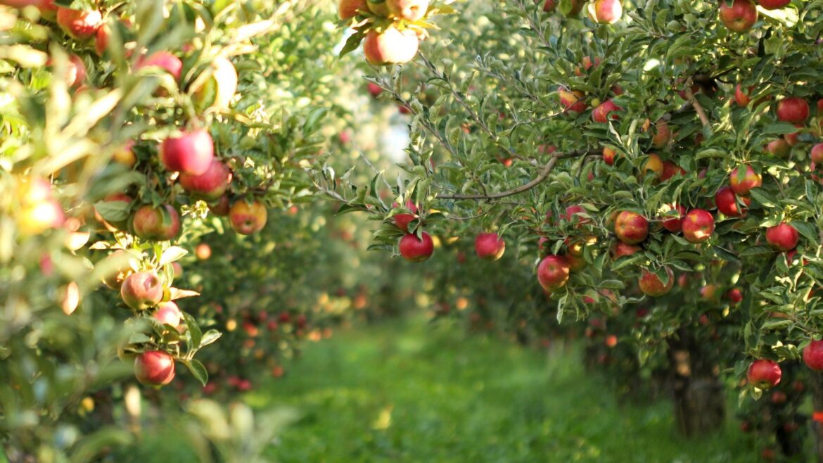 Ripe red apples on the trees in a sunny orchard