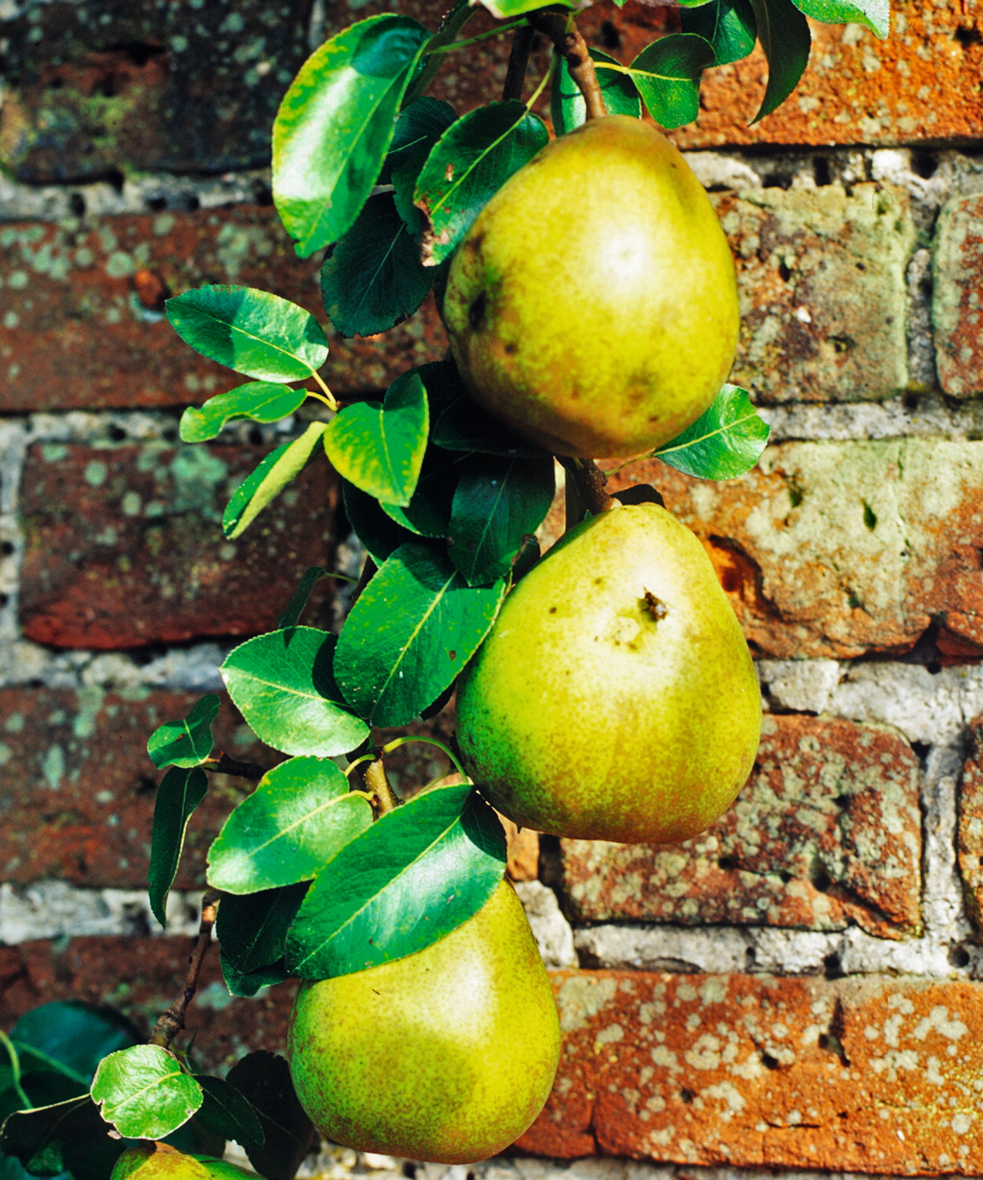 Pears growing on a trained tree against a sunny brick wall