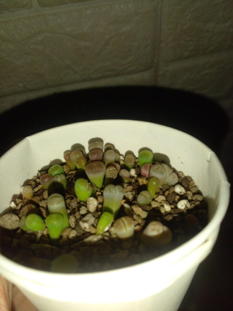 Are my babies lithops etiolated?