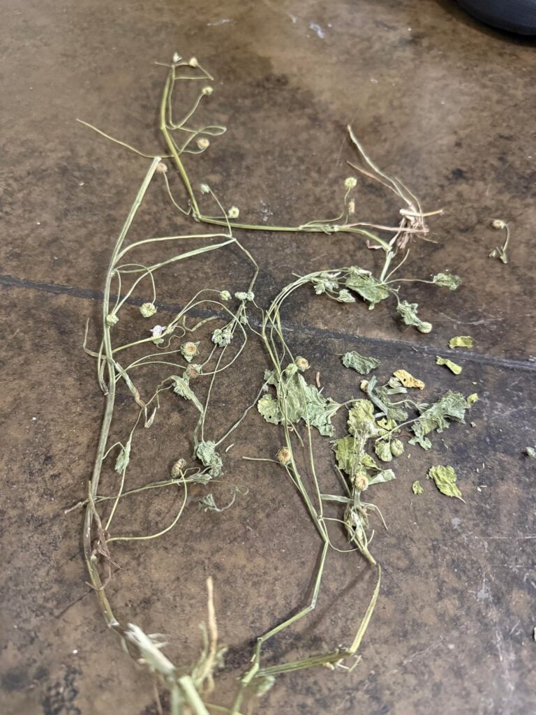 What’s this weed in my rabbits hay?