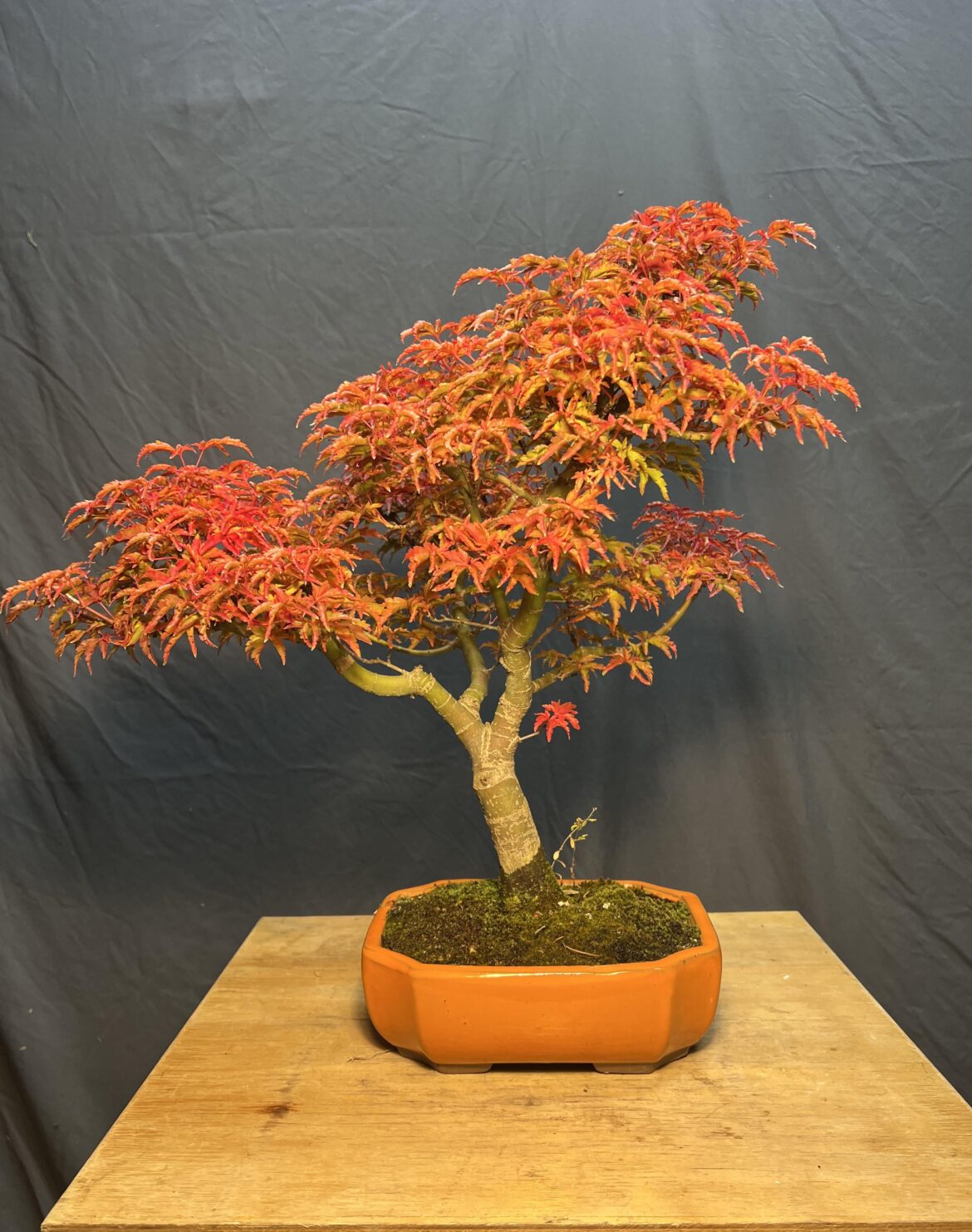 Acer palmatum “Crispum”