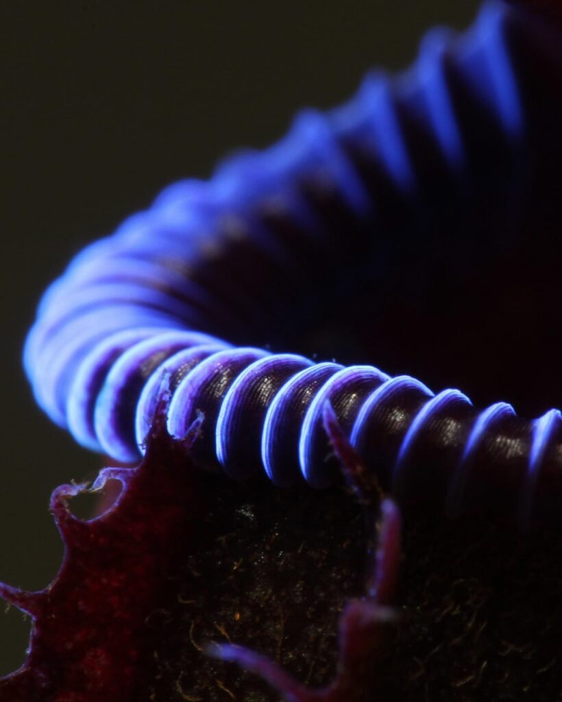 A collection of Nepenthes peristomes(macro) under UV
