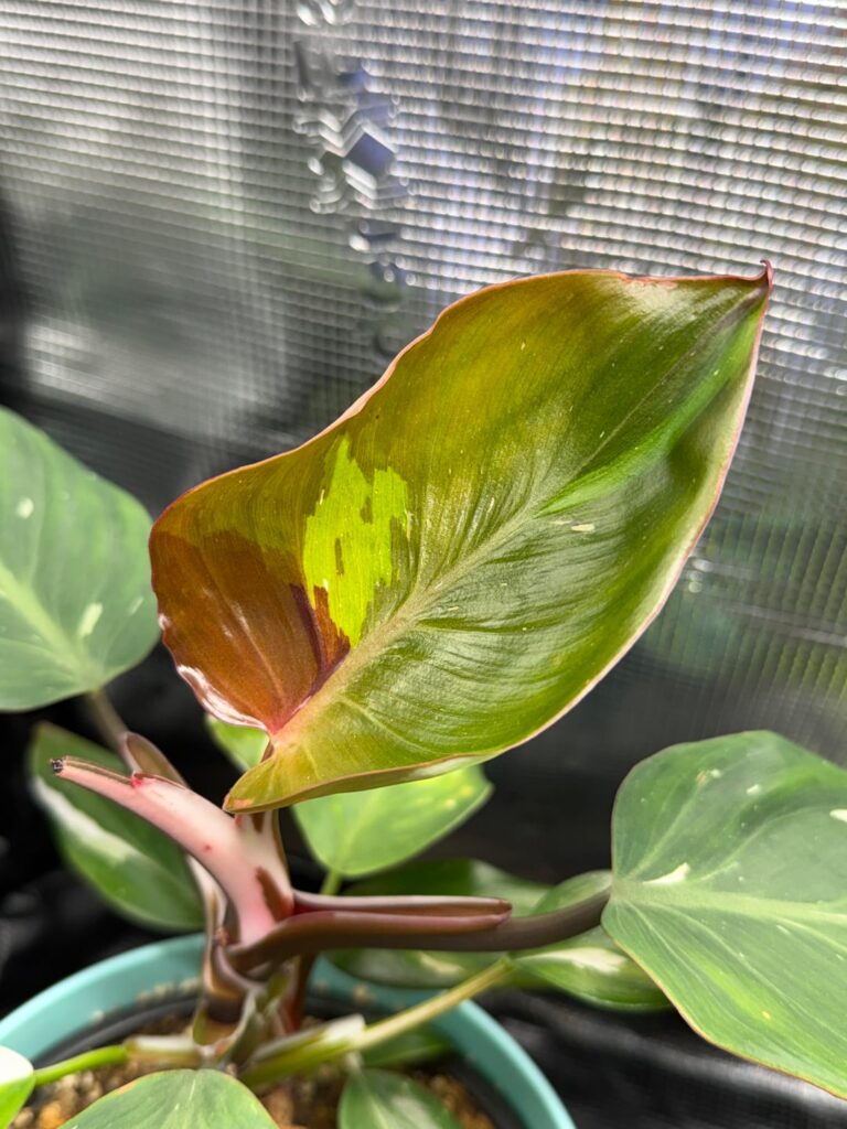 What is going on with this new leaf?
