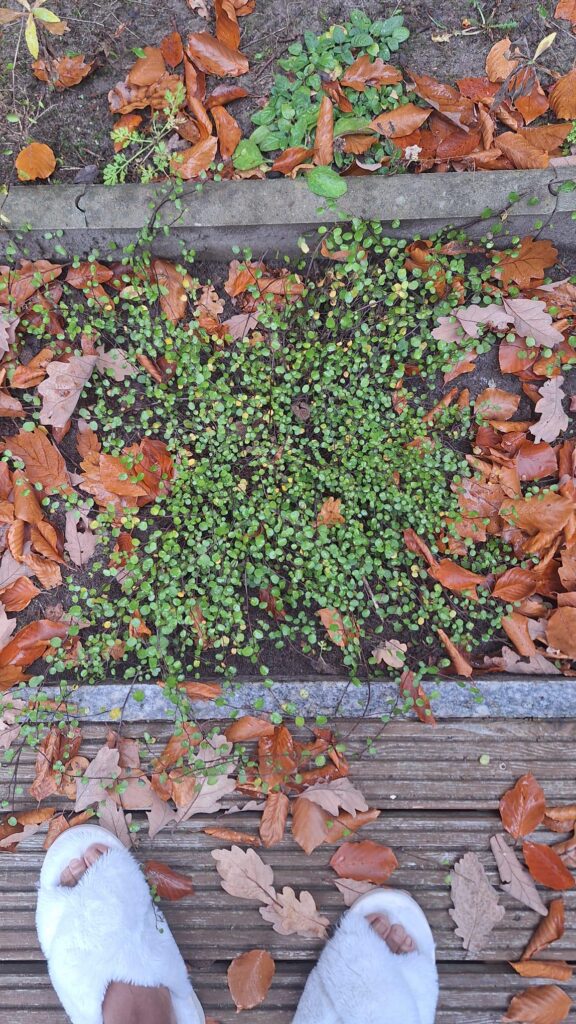 Does anyone know the name of this plant and if it can withstand the cold in Germany?