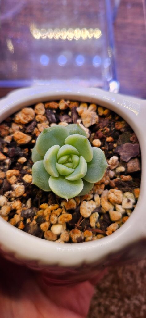 What is this? Peach Queen? What is this? Peach Queen?