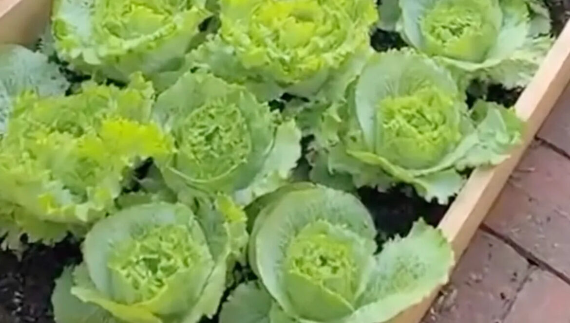 Gardener captures adorable video of unexpected backyard visitors: ‘They’re so flipping cute’ Yahoo lifestyle home