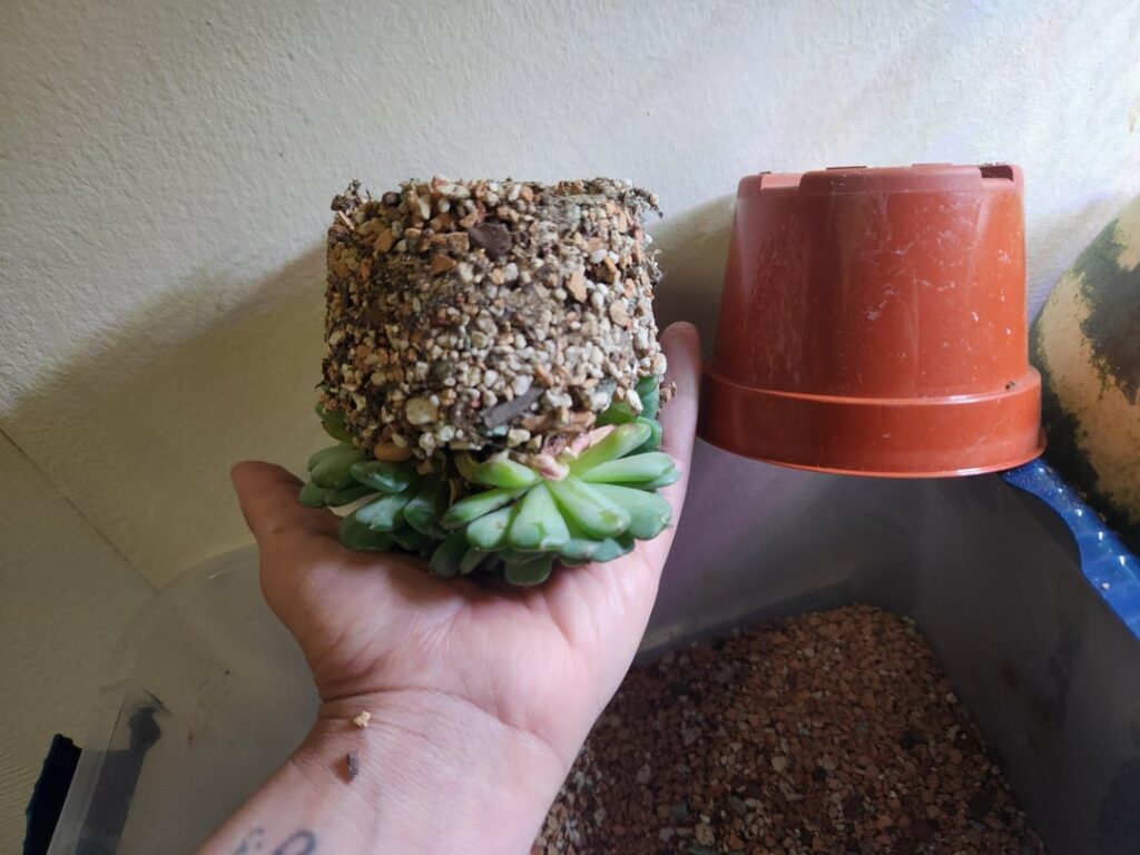 My successful gritty mix! I've been using this mix for years and they always love it