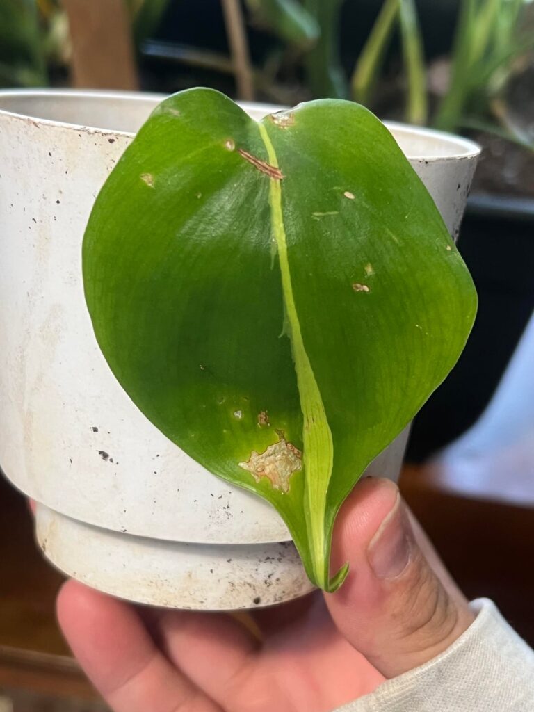 My baby brasil philo💞