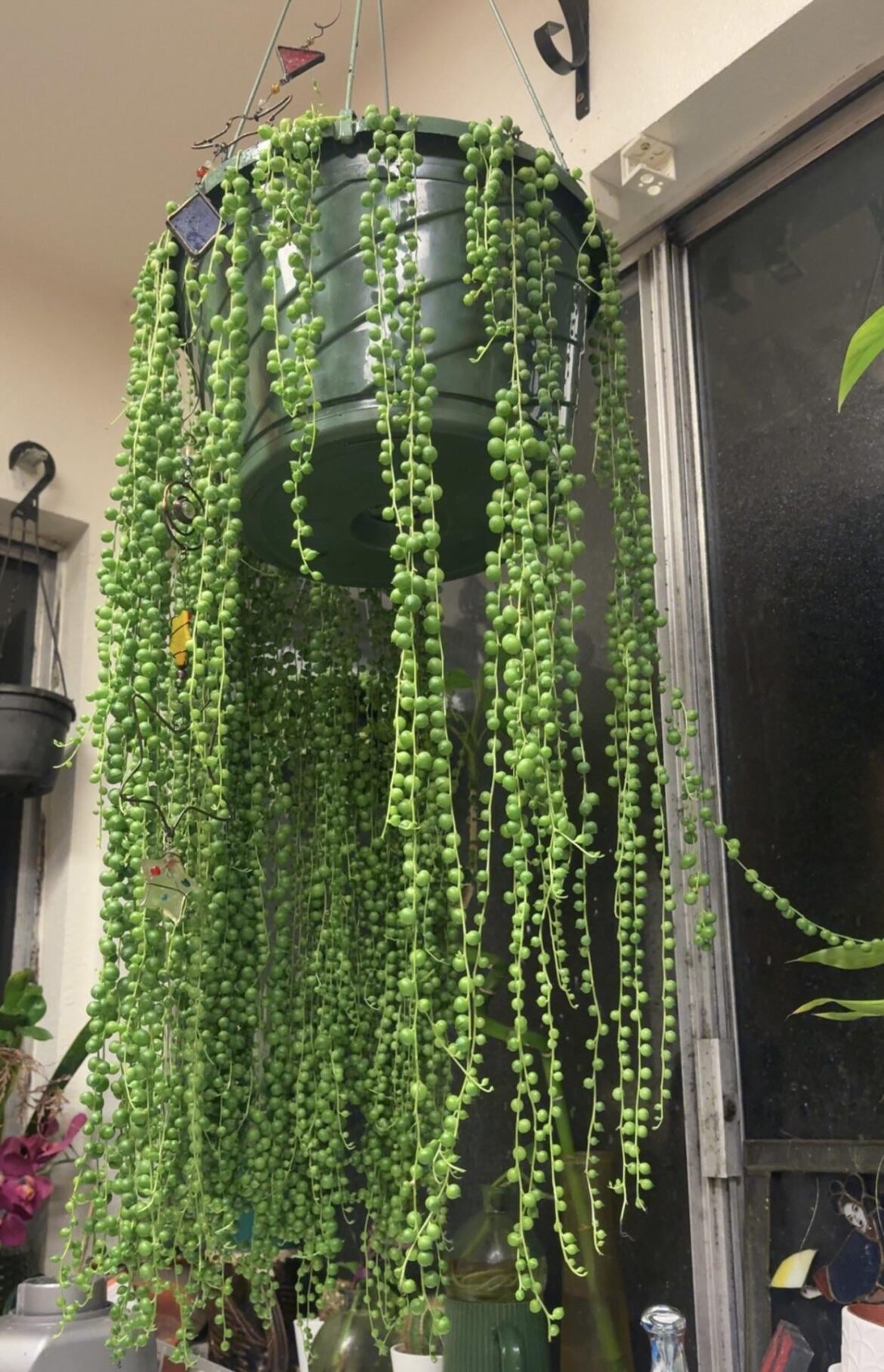 8 year old pearls